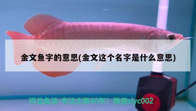 金文鱼字的意思(金文这个名字是什么意思) 观赏鱼