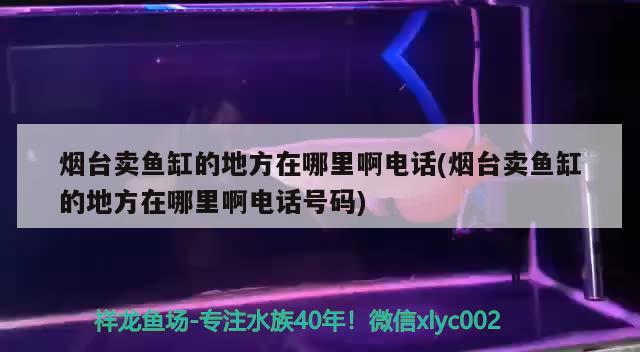 烟台卖鱼缸的地方在哪里啊电话(烟台卖鱼缸的地方在哪里啊电话号码)