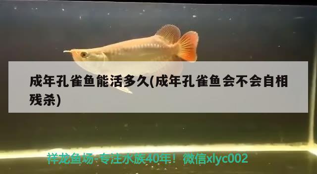 成年孔雀鱼能活多久(成年孔雀鱼会不会自相残杀)