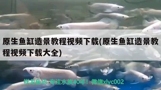 原生鱼缸造景教程视频下载(原生鱼缸造景教程视频下载大全) 苏虎