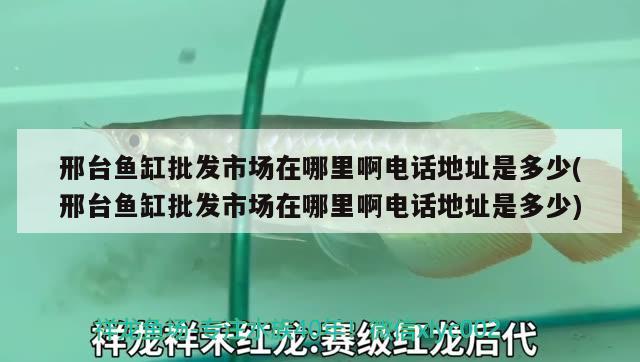 邢台鱼缸批发市场在哪里啊电话地址是多少(邢台鱼缸批发市场在哪里啊电话地址是多少)