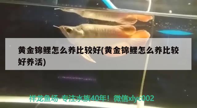 黄金锦鲤怎么养比较好(黄金锦鲤怎么养比较好养活) 观赏鱼