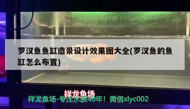 罗汉鱼鱼缸造景设计效果图大全(罗汉鱼的鱼缸怎么布置) 罗汉鱼