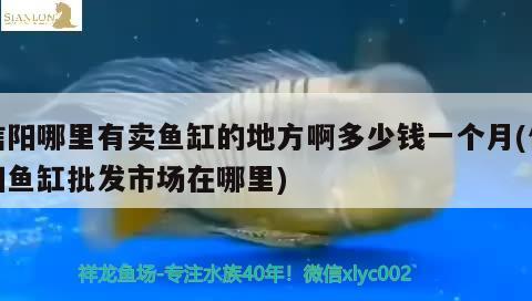 信阳哪里有卖鱼缸的地方啊多少钱一个月(信阳鱼缸批发市场在哪里) 细线银板鱼苗