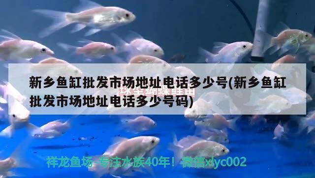 新乡鱼缸批发市场地址电话多少号(新乡鱼缸批发市场地址电话多少号码) 鹦鹉鱼