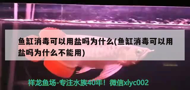 鱼缸消毒可以用盐吗为什么(鱼缸消毒可以用盐吗为什么不能用) 古典过背金龙鱼