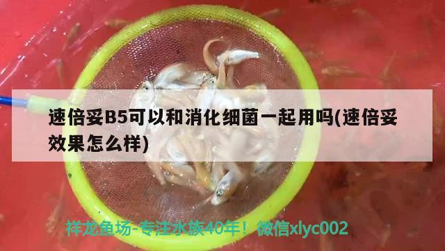 速倍妥B5可以和消化细菌一起用吗(速倍妥效果怎么样)