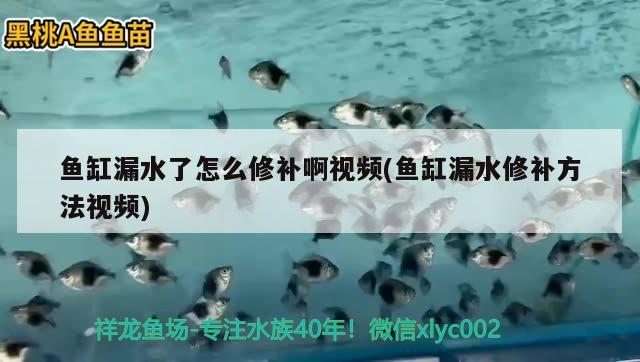 鱼缸漏水了怎么修补啊视频(鱼缸漏水修补方法视频) 森森鱼缸