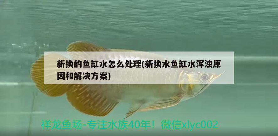 新换的鱼缸水怎么处理(新换水鱼缸水浑浊原因和解决方案) 可丽爱鱼缸