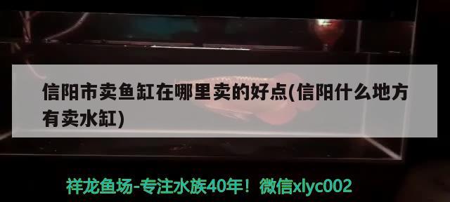 信阳市卖鱼缸在哪里卖的好点(信阳什么地方有卖水缸) 观赏鱼市场