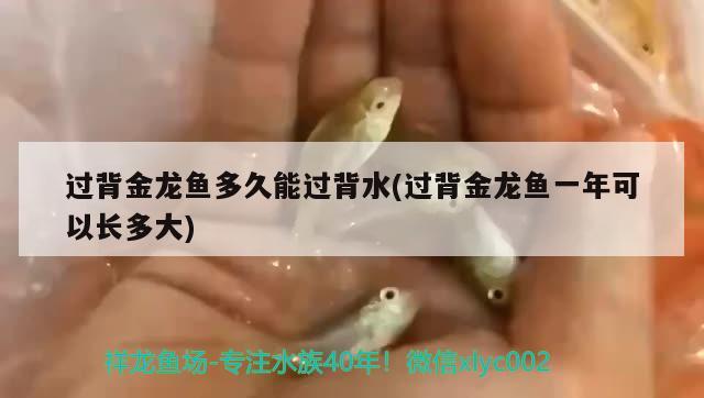 过背金龙鱼多久能过背水(过背金龙鱼一年可以长多大) 过背金龙鱼