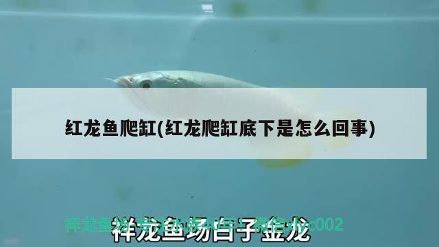 红龙鱼爬缸(红龙爬缸底下是怎么回事) 观赏鱼