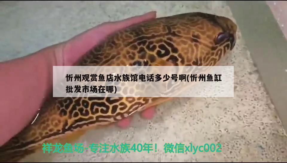 忻州观赏鱼店水族馆电话多少号啊(忻州鱼缸批发市场在哪) 杰西卡恐龙鱼