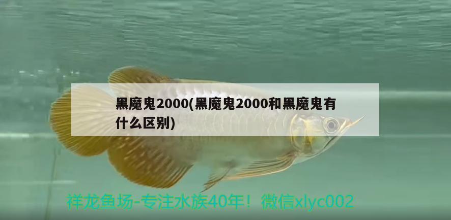 黑魔鬼2000(黑魔鬼2000和黑魔鬼有什么区别)