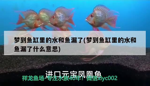 梦到鱼缸里的水和鱼漏了(梦到鱼缸里的水和鱼漏了什么意思) 青龙鱼