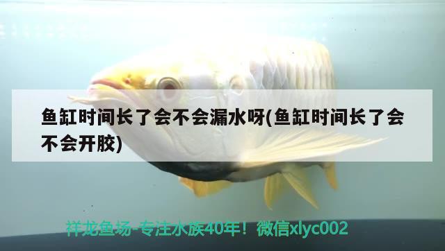 鱼缸时间长了会不会漏水呀(鱼缸时间长了会不会开胶) 泰国斗鱼