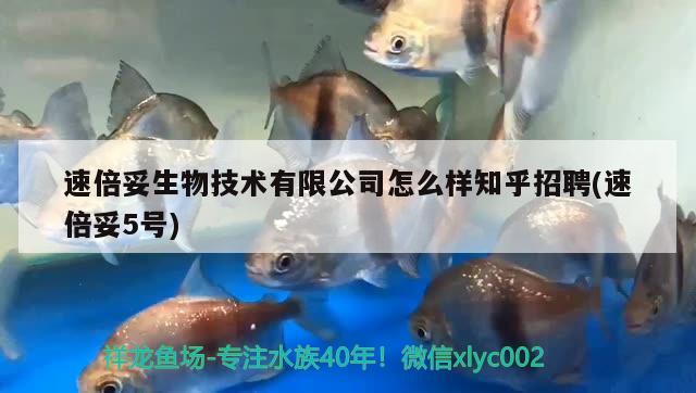 速倍妥生物技术有限公司怎么样知乎招聘(速倍妥5号)