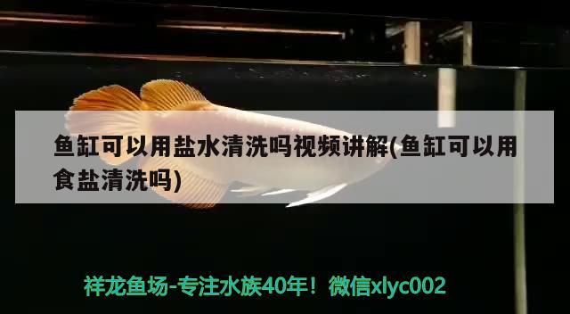 鱼缸可以用盐水清洗吗视频讲解(鱼缸可以用食盐清洗吗) 锦鲤鱼