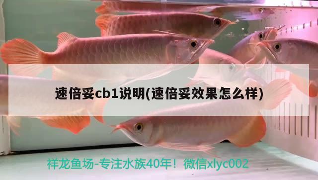 速倍妥cb1说明(速倍妥效果怎么样)