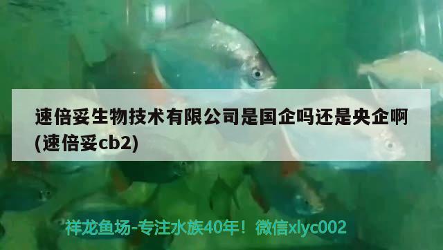 速倍妥生物技术有限公司是国企吗还是央企啊(速倍妥cb2) 速倍妥