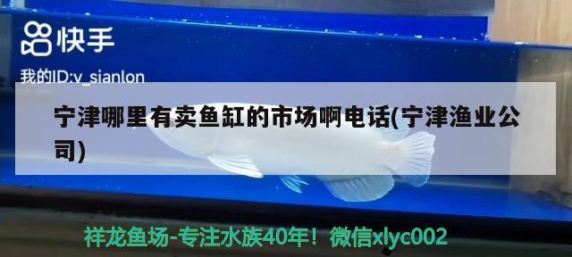 宁津哪里有卖鱼缸的市场啊电话(宁津渔业公司) 元宝凤凰鱼专用鱼粮