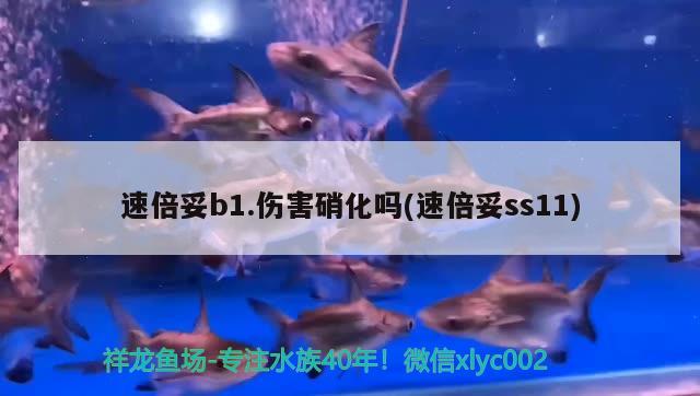 速倍妥b1.伤害硝化吗(速倍妥ss11) 速倍妥