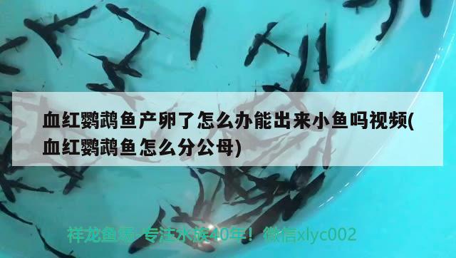 血红鹦鹉鱼产卵了怎么办能出来小鱼吗视频(血红鹦鹉鱼怎么分公母)