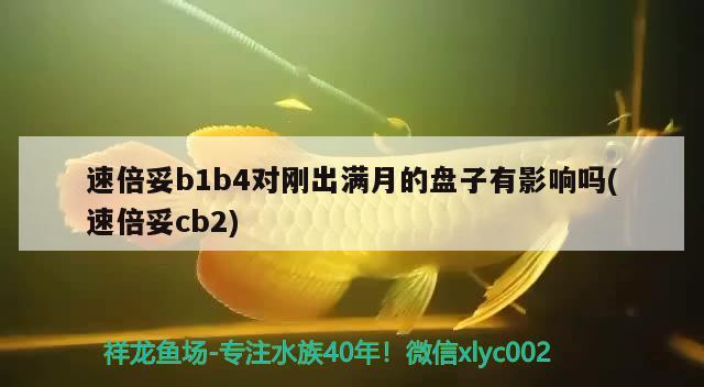 速倍妥b1b4对刚出满月的盘子有影响吗(速倍妥cb2)