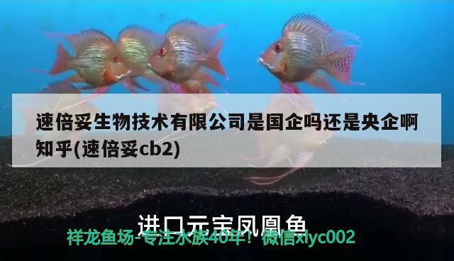 速倍妥生物技术有限公司是国企吗还是央企啊知乎(速倍妥cb2) 速倍妥