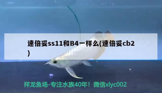 速倍妥ss11和B4一样么(速倍妥cb2)