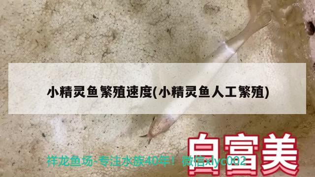 小精灵鱼繁殖速度(小精灵鱼人工繁殖)