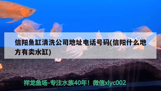 信阳鱼缸清洗公司地址电话号码(信阳什么地方有卖水缸) 巴西亚鱼苗