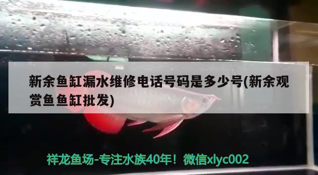 新余鱼缸漏水维修电话号码是多少号(新余观赏鱼鱼缸批发) 粗线银版鱼