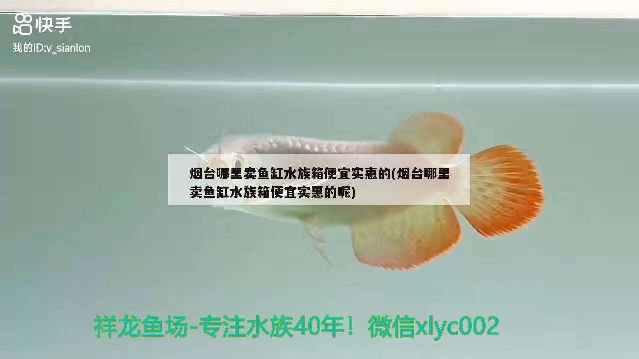 烟台哪里卖鱼缸水族箱便宜实惠的(烟台哪里卖鱼缸水族箱便宜实惠的呢) 鱼缸/水族箱