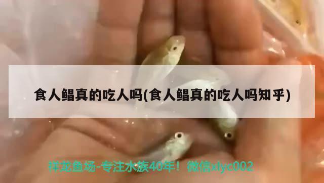 食人鲳真的吃人吗(食人鲳真的吃人吗知乎)