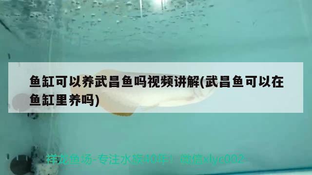 鱼缸可以养武昌鱼吗视频讲解(武昌鱼可以在鱼缸里养吗) 水族灯（鱼缸灯）