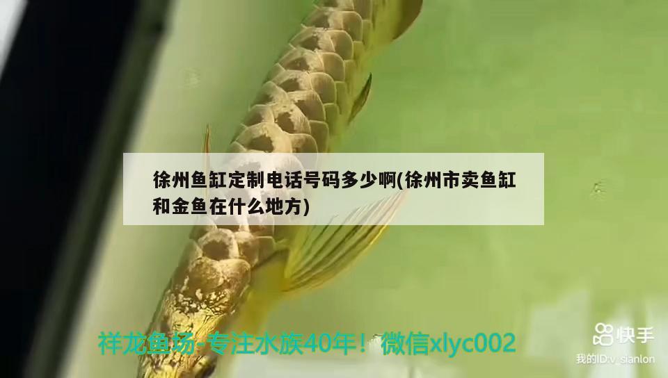 徐州鱼缸定制电话号码多少啊(徐州市卖鱼缸和金鱼在什么地方) 马拉莫宝石鱼