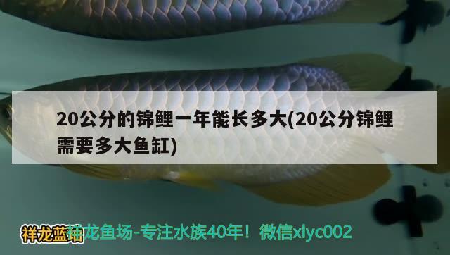 20公分的锦鲤一年能长多大(20公分锦鲤需要多大鱼缸)