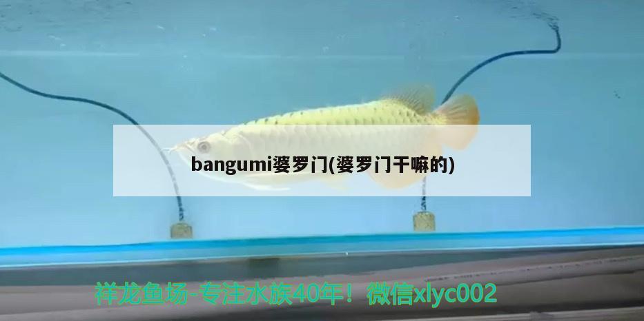 bangumi婆罗门(婆罗门干嘛的)