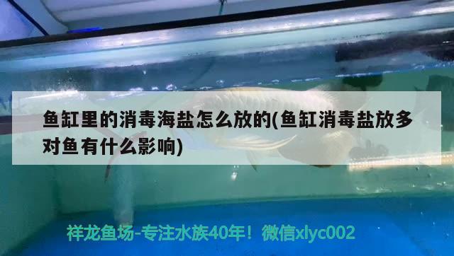 鱼缸里的消毒海盐怎么放的(鱼缸消毒盐放多对鱼有什么影响) 白化巴西龟（白巴）