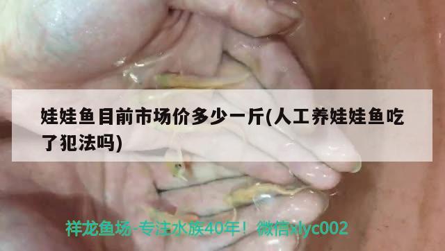 娃娃鱼目前市场价多少一斤(人工养娃娃鱼吃了犯法吗) 观赏鱼