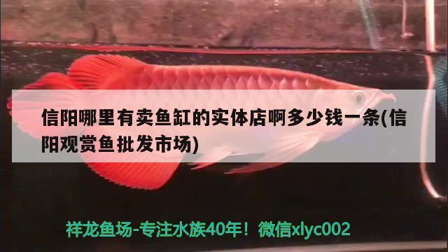 信阳哪里有卖鱼缸的实体店啊多少钱一条(信阳观赏鱼批发市场) 观赏鱼批发