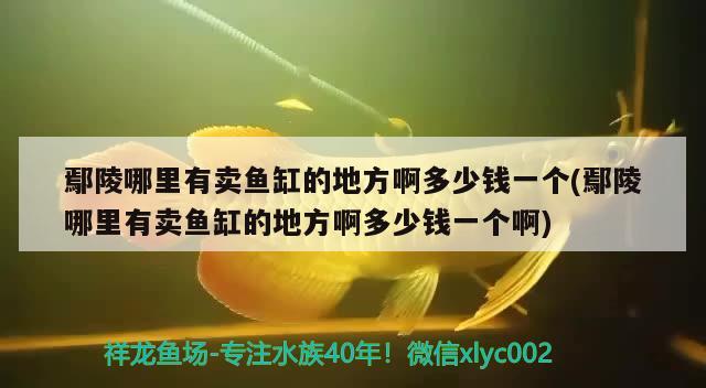 鄢陵哪里有卖鱼缸的地方啊多少钱一个(鄢陵哪里有卖鱼缸的地方啊多少钱一个啊)