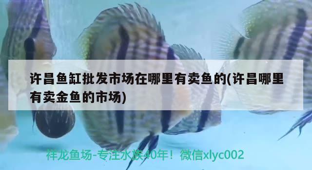 许昌鱼缸批发市场在哪里有卖鱼的(许昌哪里有卖金鱼的市场) PH调节剂