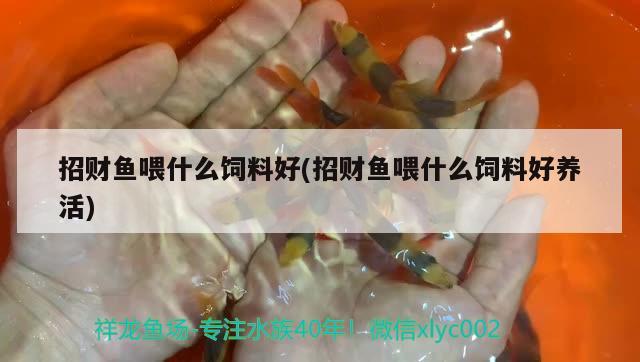 招财鱼喂什么饲料好(招财鱼喂什么饲料好养活) 观赏鱼