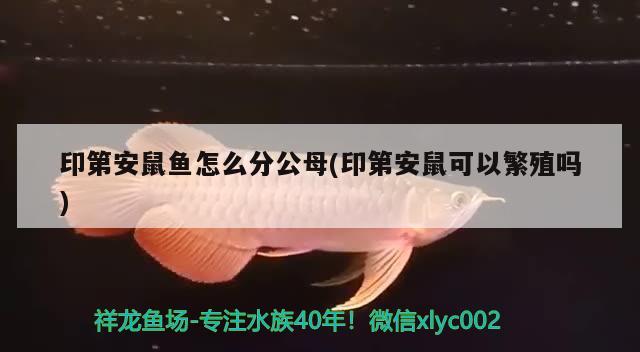 印第安鼠鱼怎么分公母(印第安鼠可以繁殖吗) 观赏鱼 第2张