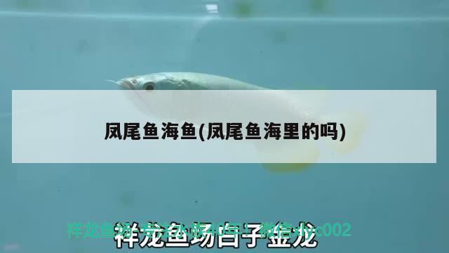 凤尾鱼海鱼(凤尾鱼海里的吗) 观赏鱼