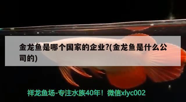 金龙鱼是哪个国家的企业?(金龙鱼是什么公司的)