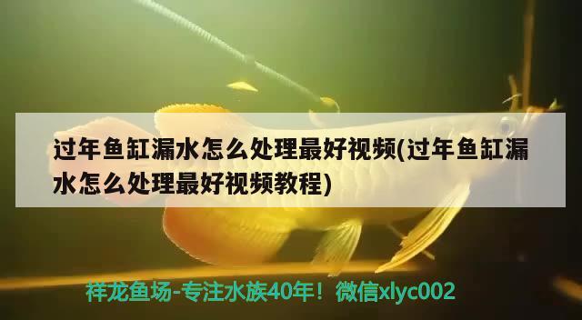 过年鱼缸漏水怎么处理最好视频(过年鱼缸漏水怎么处理最好视频教程)