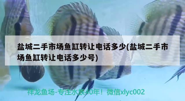 盐城二手市场鱼缸转让电话多少(盐城二手市场鱼缸转让电话多少号) 观赏鱼进出口